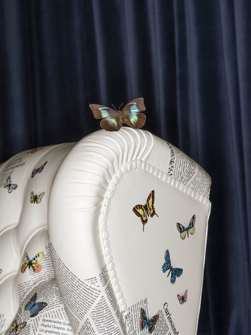 1919 Ultime Notizie | Armchair - Poltrona Frau X Fornasetti - Image 19