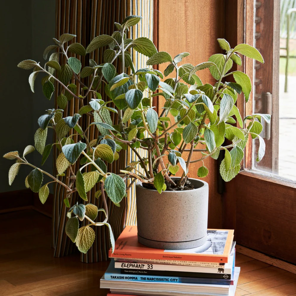 Plant Pot with Saucer - Hay - Image 4